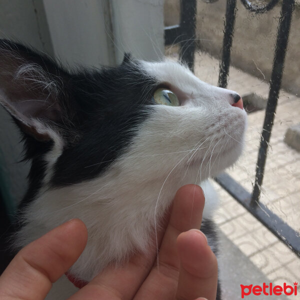 Tuxedo (Smokin) Kedi, Kedi  Yamada  fotoğrafı