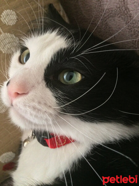 Tuxedo (Smokin) Kedi, Kedi  Yamada  fotoğrafı