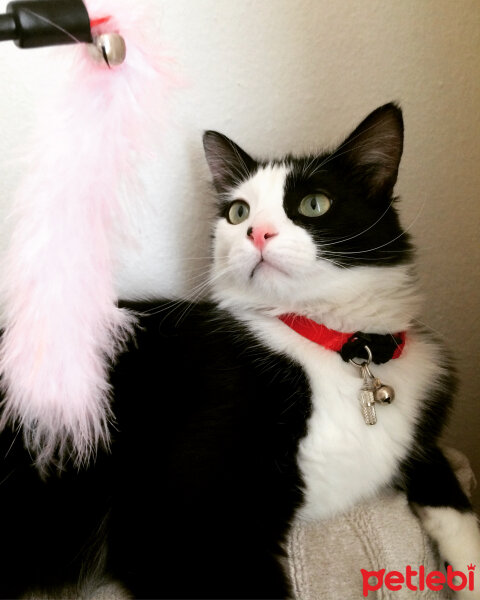 Tuxedo (Smokin) Kedi, Kedi  Yamada  fotoğrafı