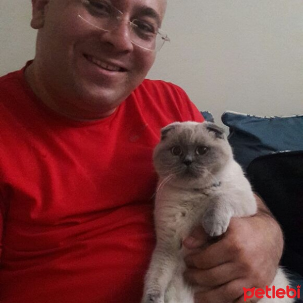 Scottish Fold, Kedi  Boti fotoğrafı