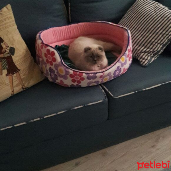 Scottish Fold, Kedi  Boti fotoğrafı