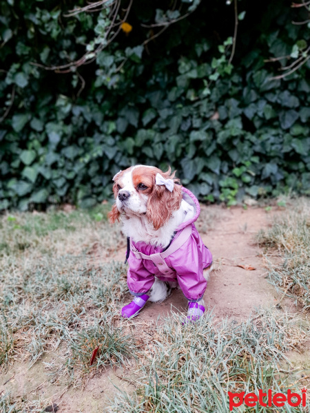 Cavalier King Charles Spanieli, Köpek  Lili fotoğrafı