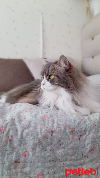 Sibirya Kedisi, Kedi  Eros fotoğrafı