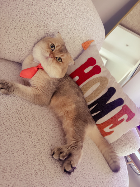 Scottish Fold, Kedi  Gofret fotoğrafı