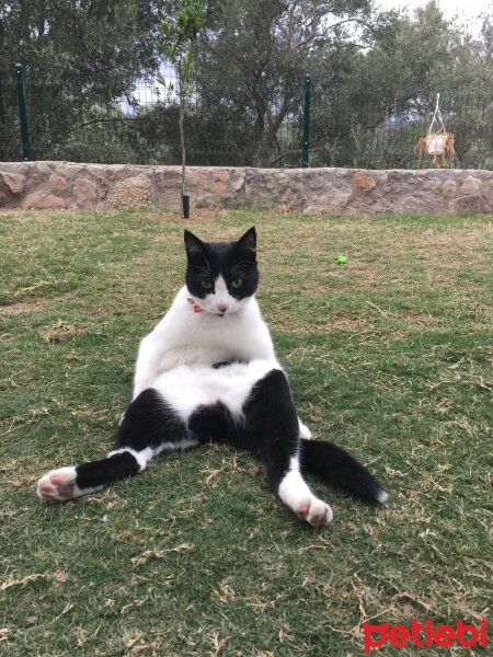 Tekir Kedi, Kedi  BONCUK fotoğrafı