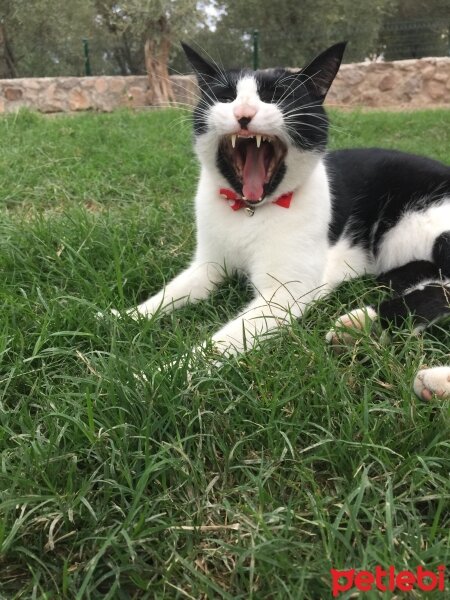 Tekir Kedi, Kedi  BONCUK fotoğrafı