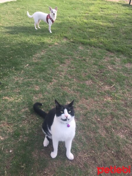 Tekir Kedi, Kedi  BONCUK fotoğrafı