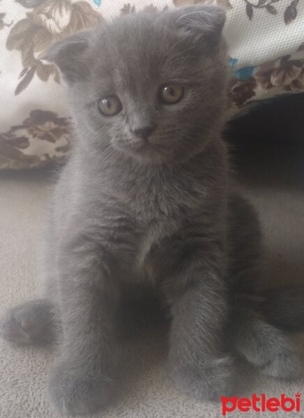 Scottish Fold, Kedi  Melodi fotoğrafı