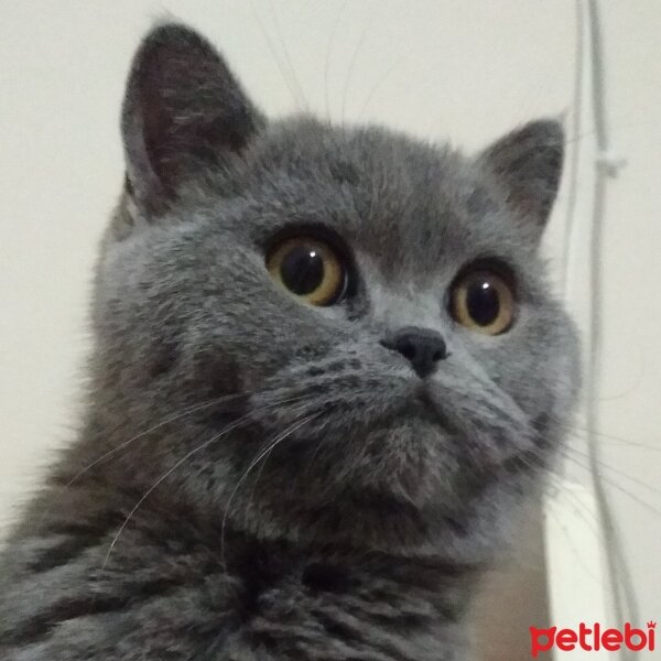 British Shorthair, Kedi  Duman fotoğrafı