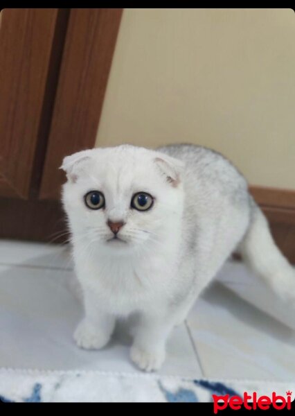 Scottish Fold, Kedi  Pia fotoğrafı