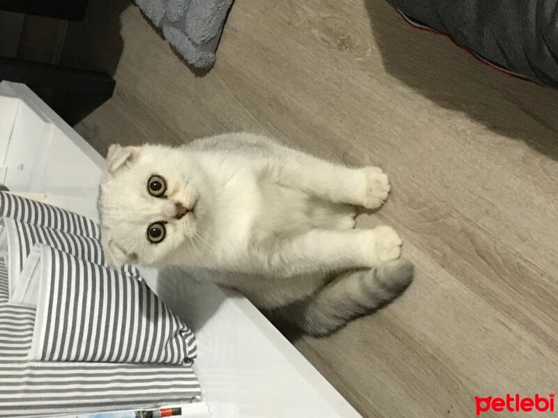 Scottish Fold, Kedi  Pia fotoğrafı