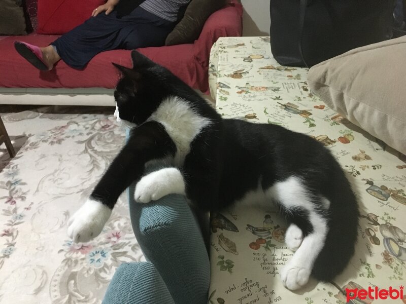 Tekir Kedi, Kedi  Zeytin fotoğrafı