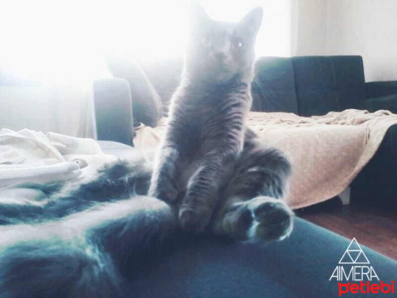 Nebelung, Kedi  Duman fotoğrafı