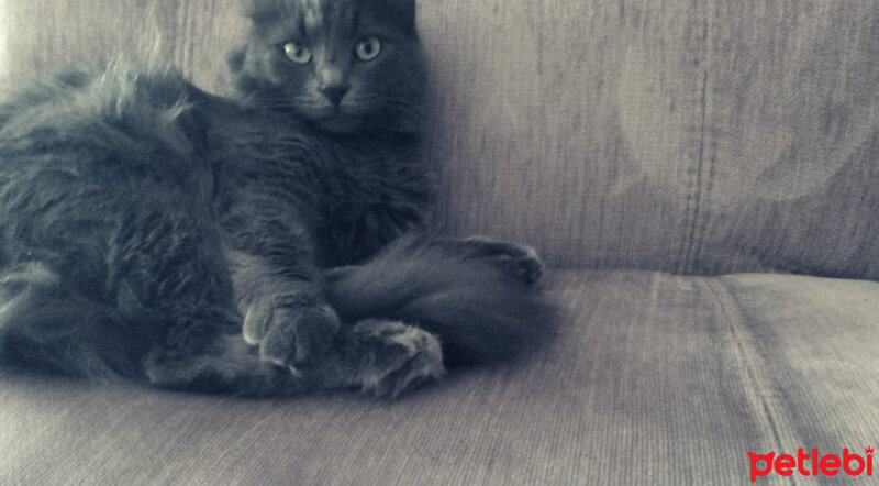 Nebelung, Kedi  Duman fotoğrafı