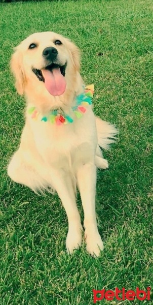 Golden Retriever, Köpek  Kavun fotoğrafı