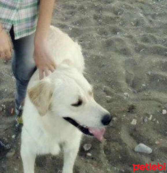 Golden Retriever, Köpek  Limon fotoğrafı