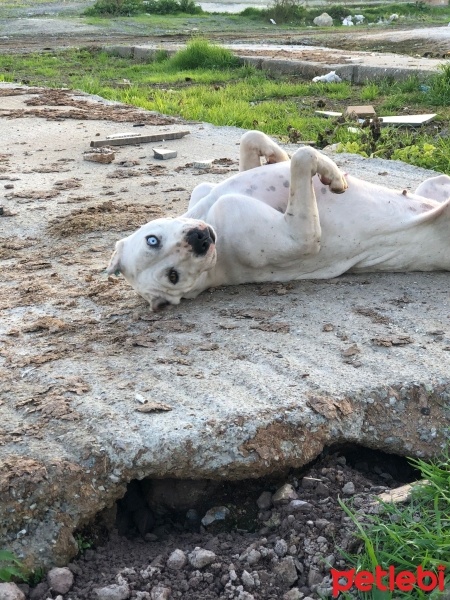 Amerikan Pitbull Terrier, Köpek  beyaz fotoğrafı