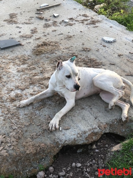 Amerikan Pitbull Terrier, Köpek  beyaz fotoğrafı