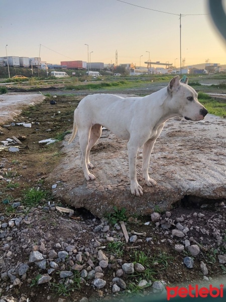 Amerikan Pitbull Terrier, Köpek  beyaz fotoğrafı