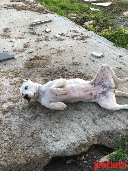 Amerikan Pitbull Terrier, Köpek  beyaz fotoğrafı