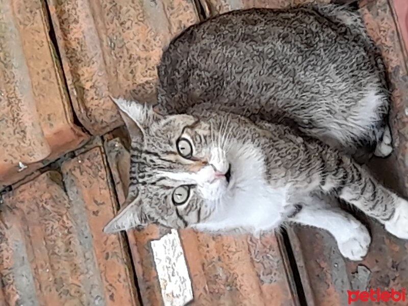 Tekir Kedi, Kedi  Şaşkın fotoğrafı