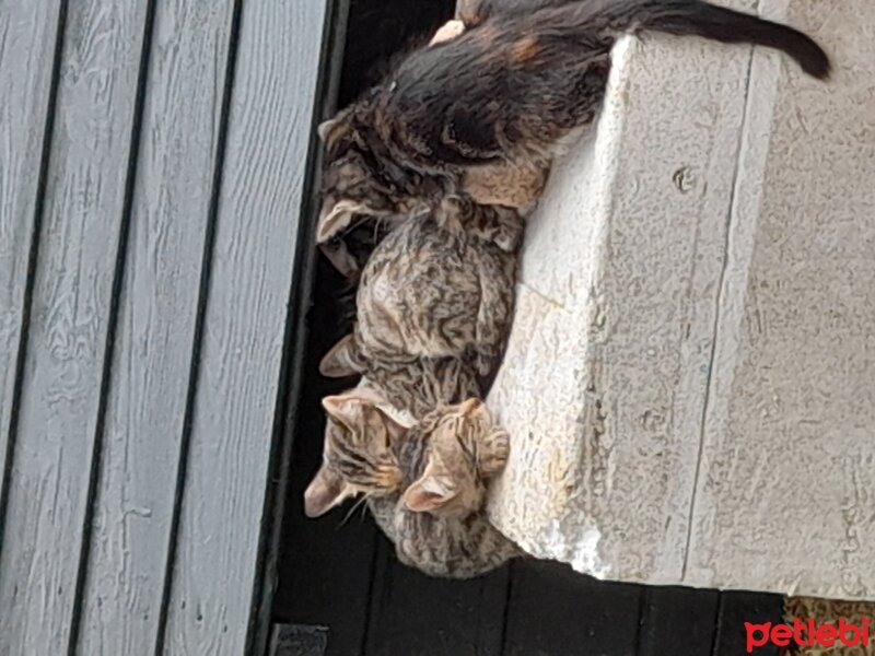 Tekir Kedi, Kedi  Şaşkın fotoğrafı