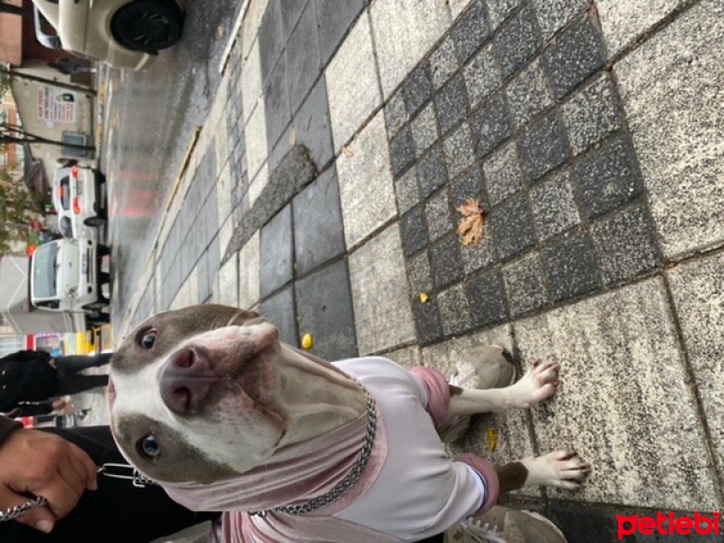 Amerikan Staffordshire Terrier, Köpek  zey fotoğrafı