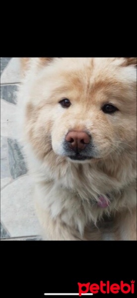 Chow Chow (çin Aslanı), Köpek  Molly fotoğrafı