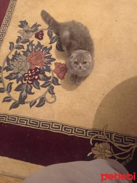 Scottish Fold, Kedi  Tarçın fotoğrafı