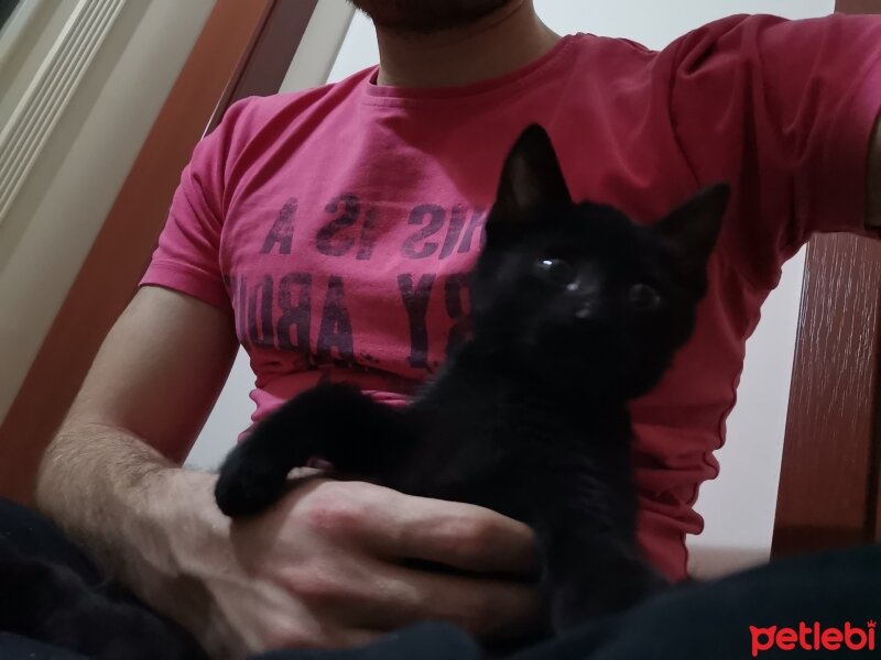 Tekir Kedi, Kedi  Ninja fotoğrafı