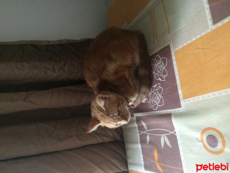 Tekir Kedi, Kedi  Sarı fotoğrafı