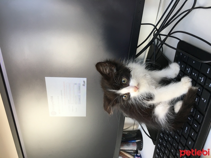 Tuxedo (Smokin) Kedi, Kedi  Dobby fotoğrafı