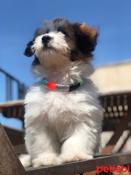 Maltese, Köpek  April fotoğrafı