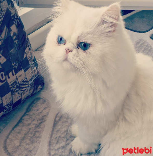İran Kedisi (Persian), Kedi  Pati fotoğrafı