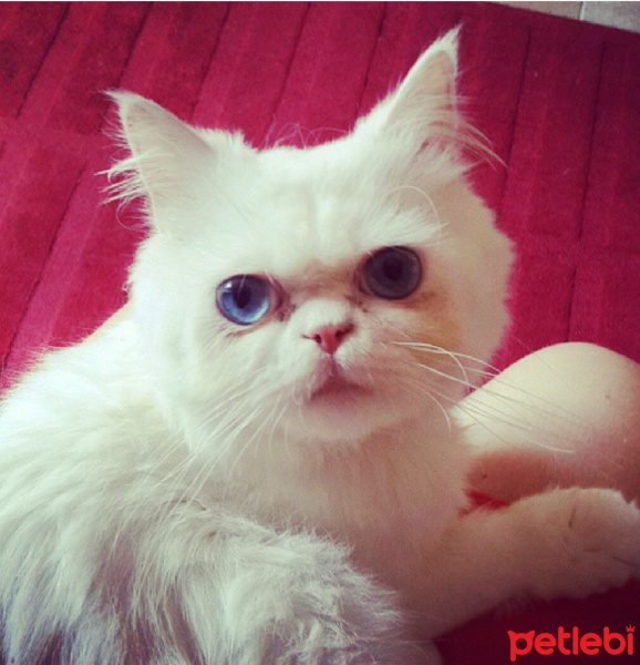 İran Kedisi (Persian), Kedi  Pati fotoğrafı