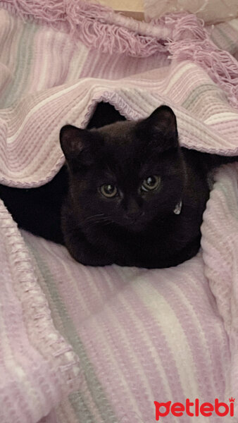 British Shorthair, Kedi  Pasaklı fotoğrafı