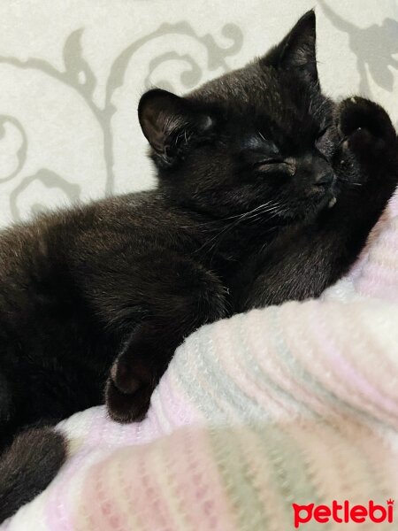 British Shorthair, Kedi  Pasaklı fotoğrafı