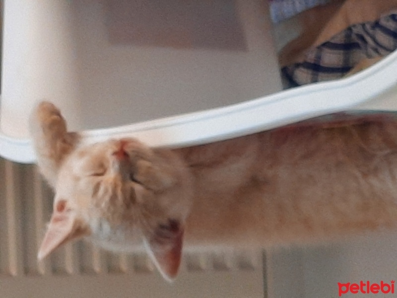 British Shorthair, Kedi  Venus fotoğrafı