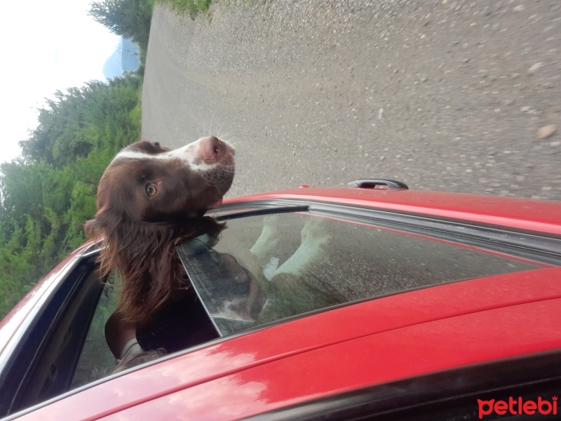 British Shorthair, Kedi  Venus fotoğrafı