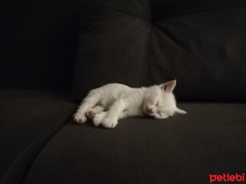 Ankara Kedisi, Kedi  Bulut fotoğrafı