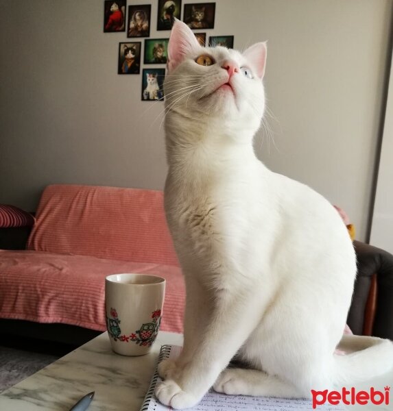 Ankara Kedisi, Kedi  Bulut fotoğrafı