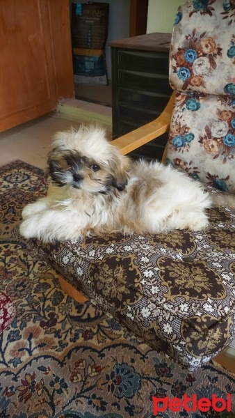 Shih Tzu, Köpek  Coco fotoğrafı