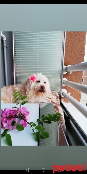 Maltese, Köpek  Düşes fotoğrafı