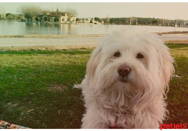 Maltese, Köpek  Düşes fotoğrafı