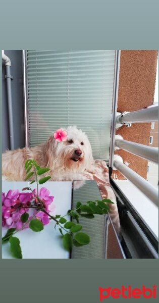 Maltese, Köpek  Düşes fotoğrafı