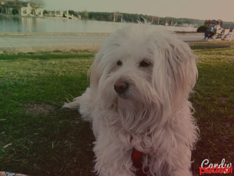 Maltese, Köpek  Düşes fotoğrafı