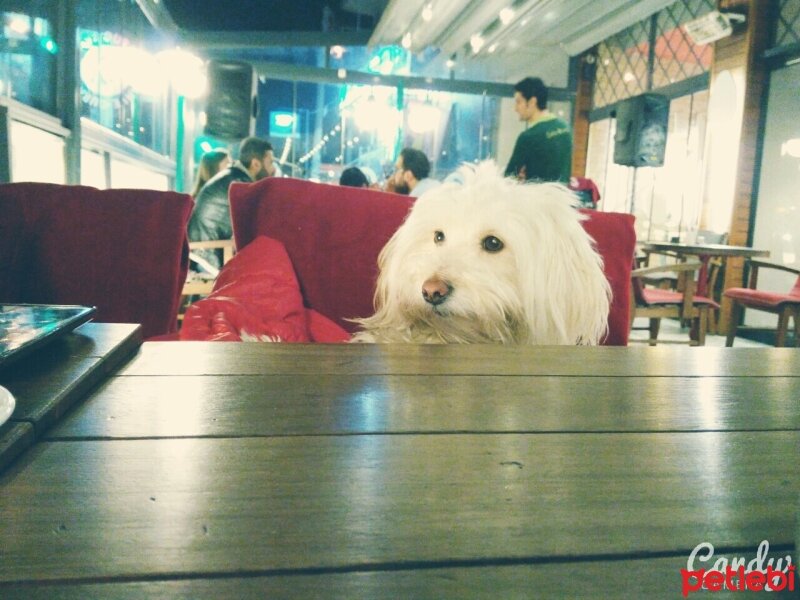 Maltese, Köpek  Düşes fotoğrafı