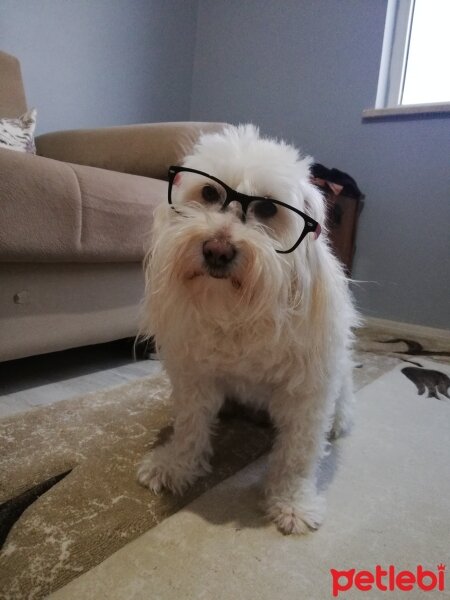 Maltese, Köpek  Düşes fotoğrafı