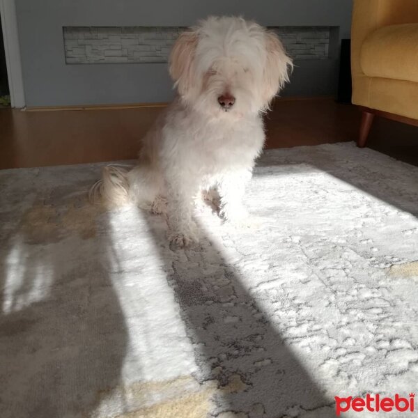 Maltese, Köpek  Düşes fotoğrafı