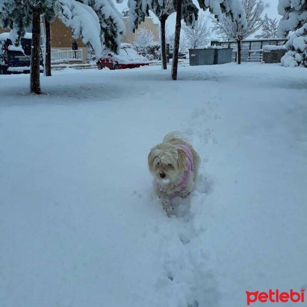 Maltese, Köpek  Düşes fotoğrafı